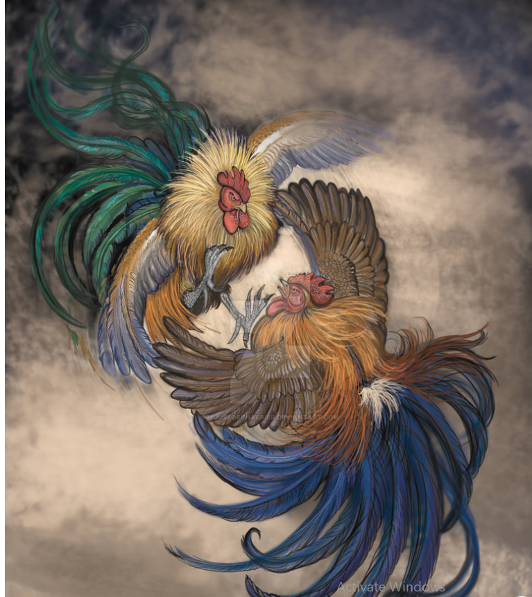 Bandar Sabung Ayam Anti Rungkad – Prediksi Akurat